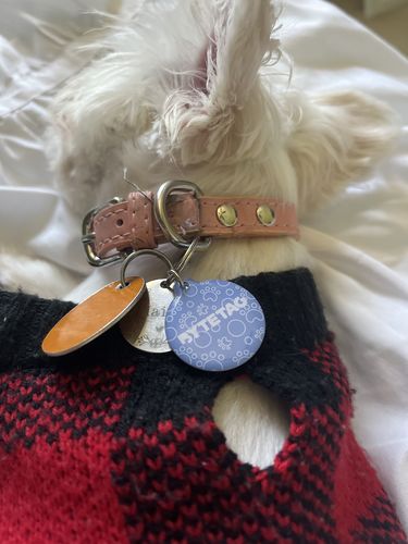 Customer photo review of Just Paws