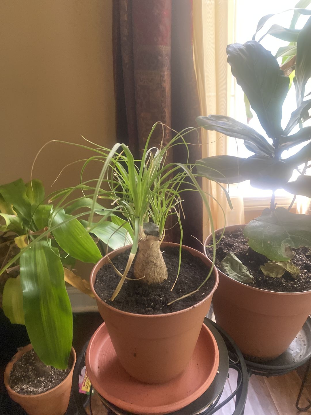 Customer photo review of Ancient Soil