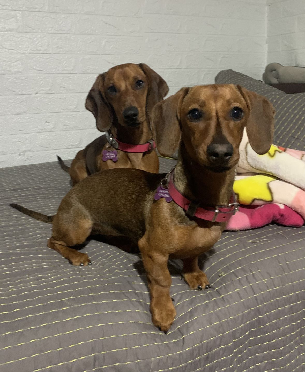 Customer photo review of Collar Duke Fucsia Corrugado/Gris