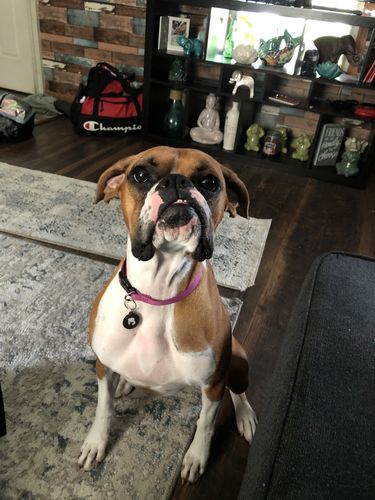 Customer photo review of Black