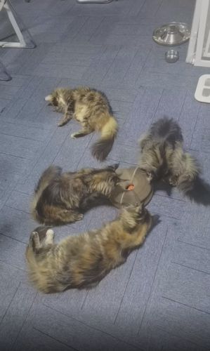 Customer photo review of The CatCordion