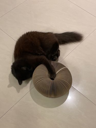 Customer photo review of The CatCordion