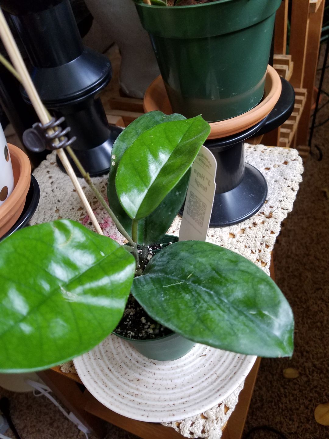 Customer photo review of 3" Hoya fungii