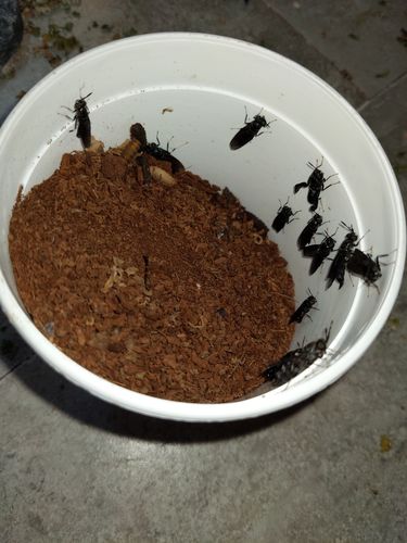 Customer photo review of GrubTerra Fresh Black Soldier Fly Larvae for Reptiles