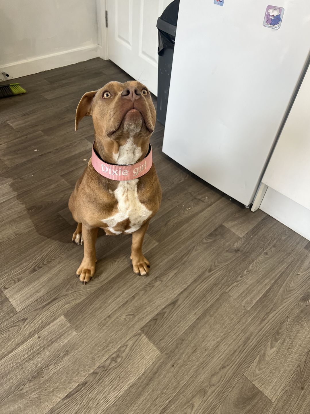 Customer photo review of 5cm Nylon Dog Collar - Pink v2.0