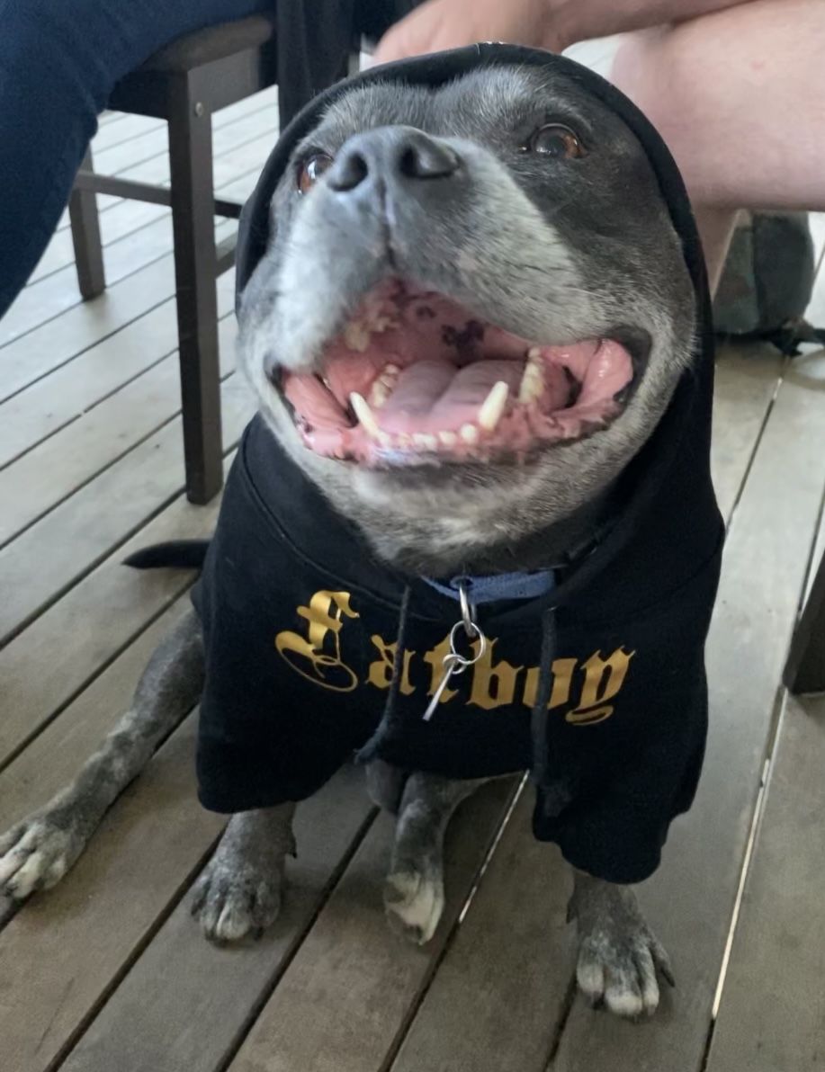 Customer photo review of Gangsta Yapper Dog Hoodie - Personalised