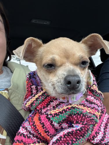 Customer photo review of Playa Poncho