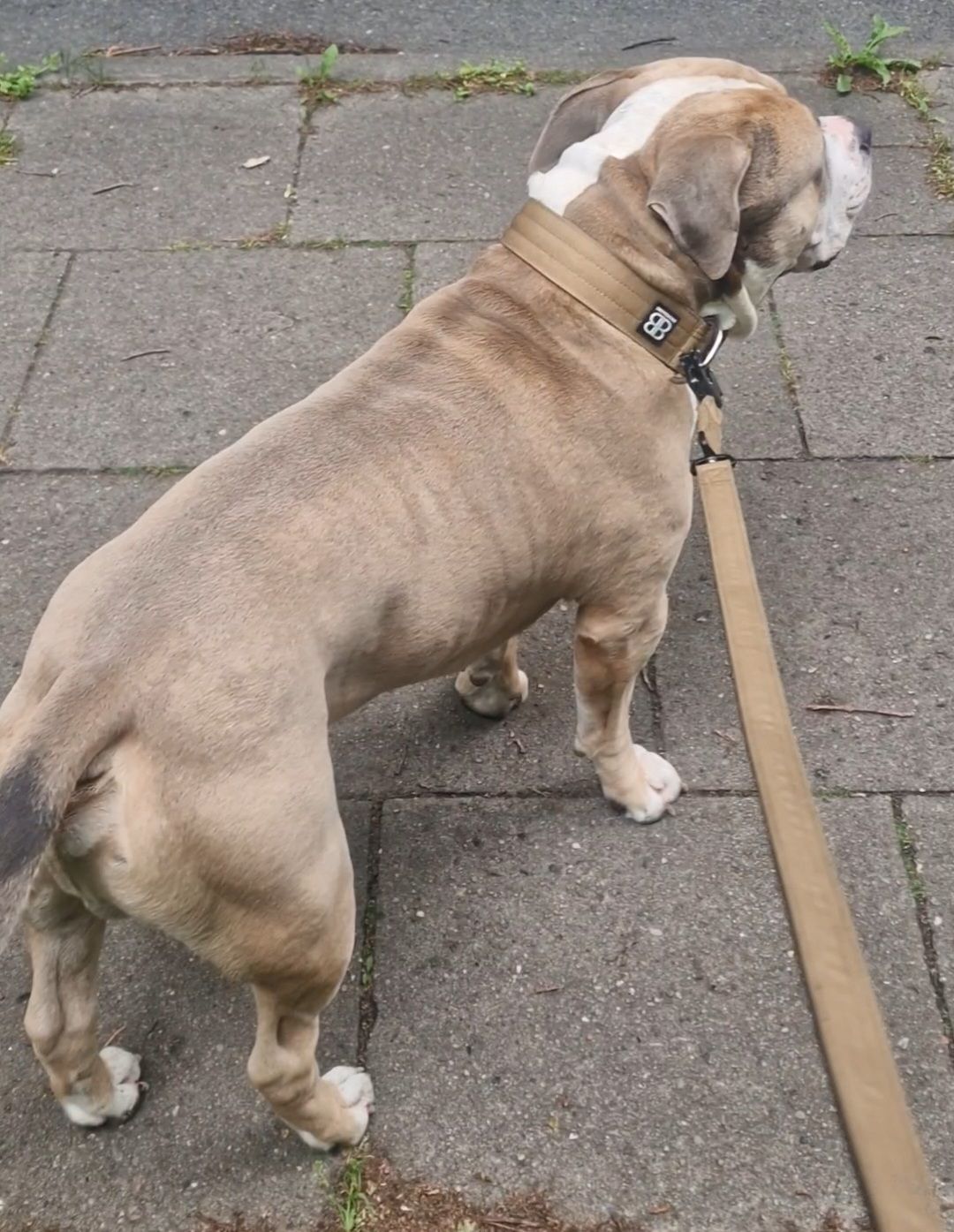Customer photo review of 1.4m Swivel Combat Lead | Neoprene Lined, Secure Rated Clip with Soft Handle - Military Tan