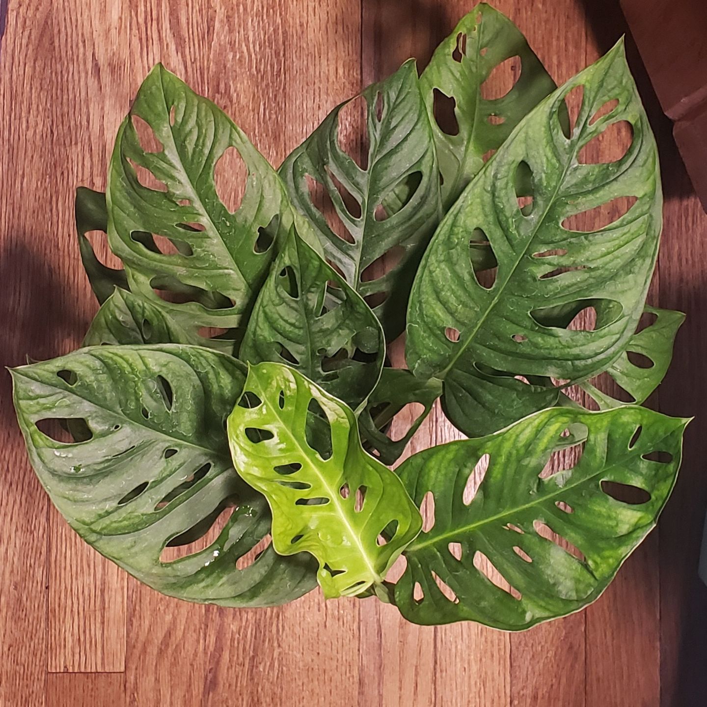 Customer photo review of 4" Monstera adansonii Wide Leaf