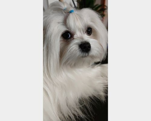 Customer photo review of Dischetti Pulizia Occhi