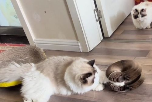 Customer photo review of The CatCordion