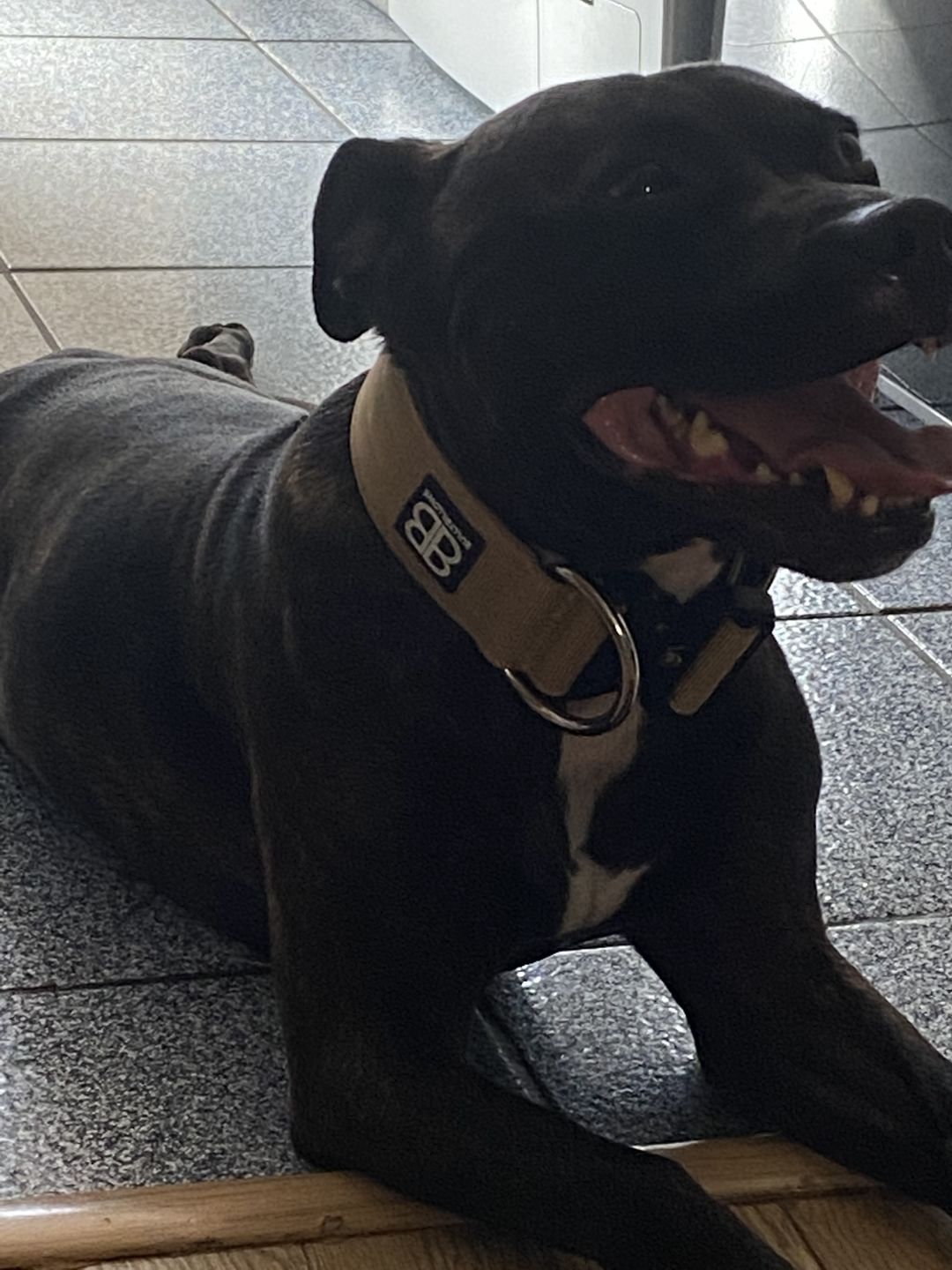 Customer photo review of 5cm Combat® Collar | Rated Clip - NO HANDLE - Military Tan v2.0