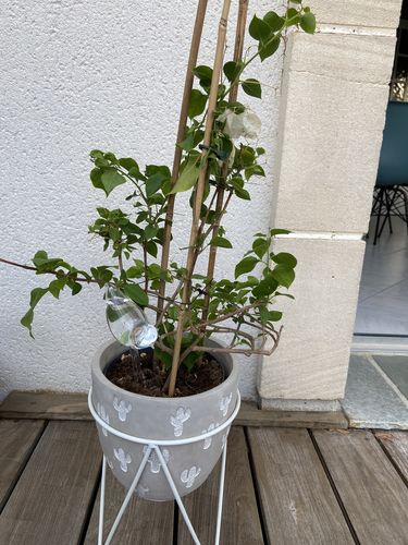 Customer photo review of Mon petit oiseau - Le Jardin de Mamie®