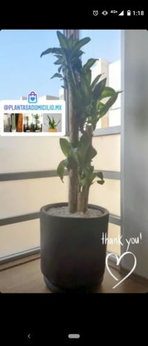 Customer photo review of Palo de Brasil