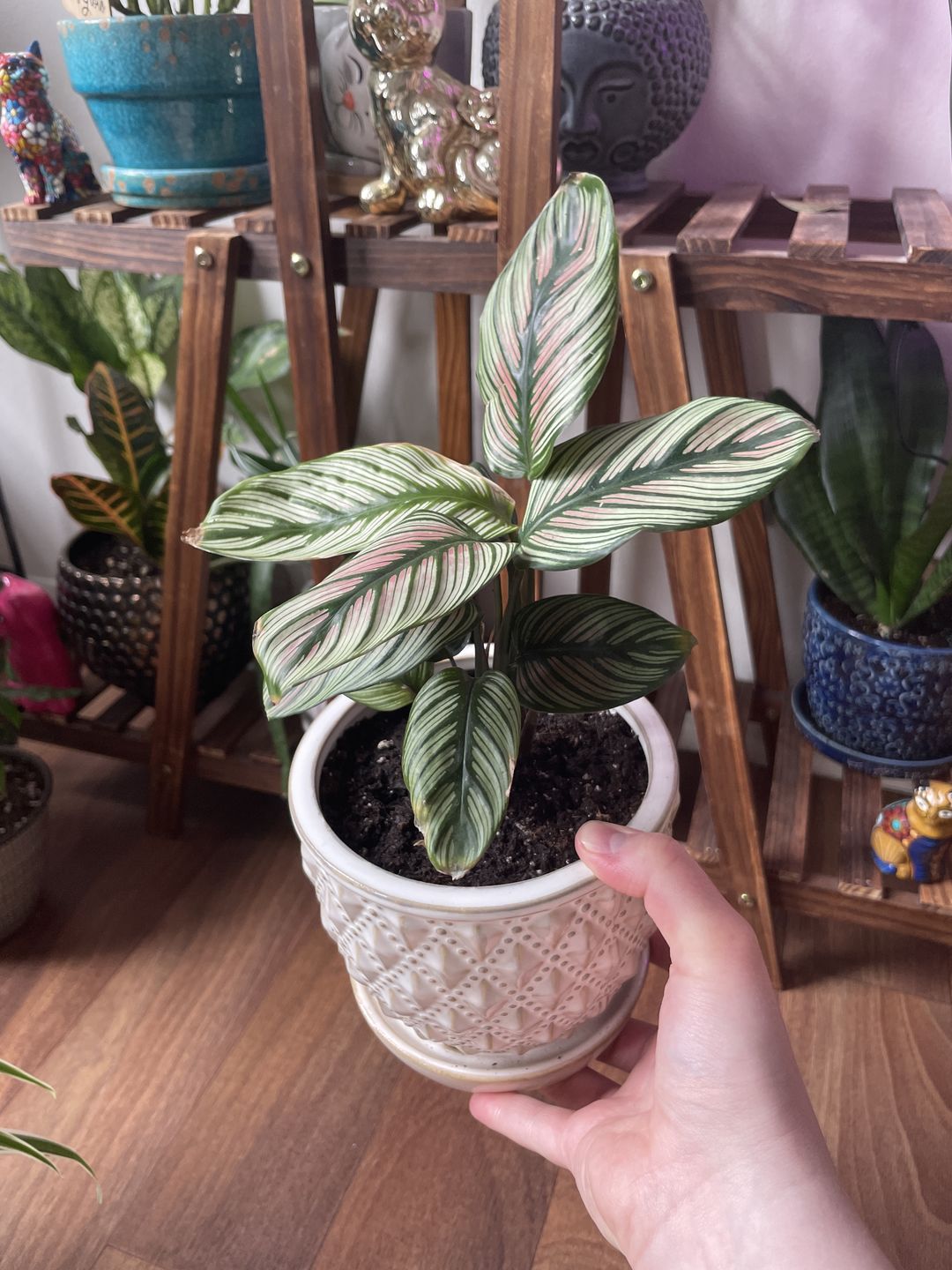 Customer photo review of 4" Calathea majestica 'White Star'