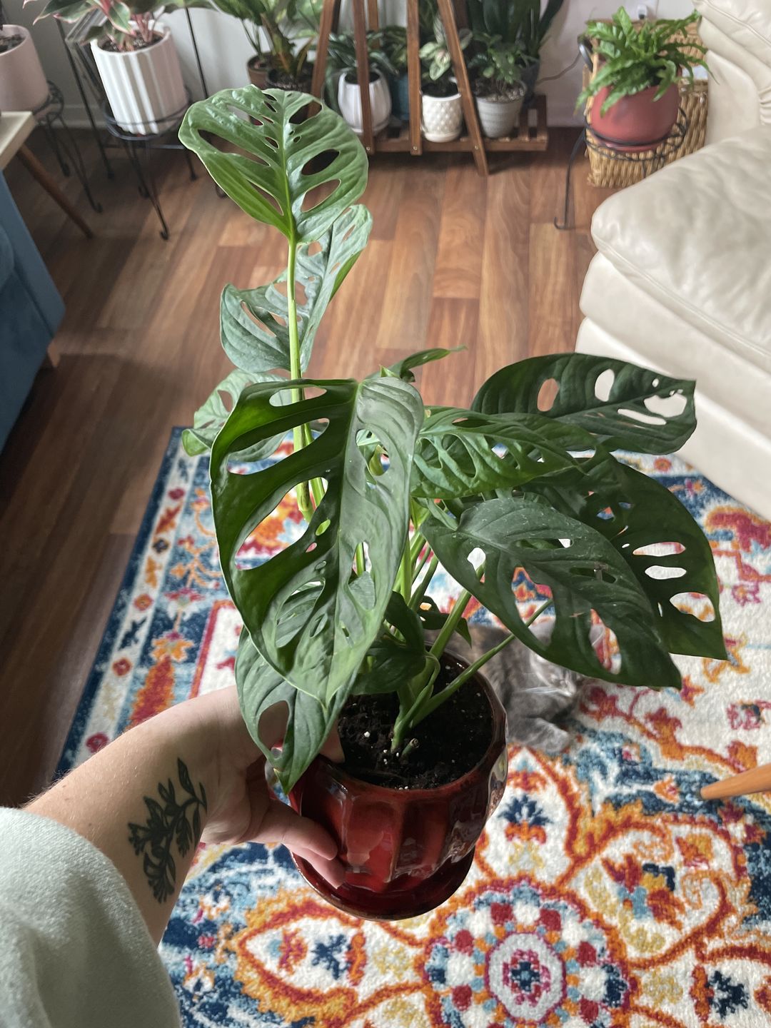 Customer photo review of 4" Monstera adansonii Wide Leaf