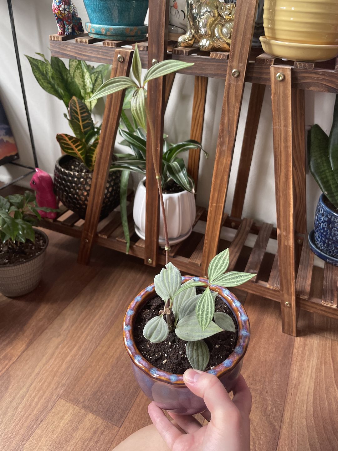 Customer photo review of 3" Peperomia tetragona "Parallel"