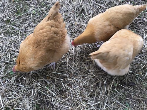 Customer photo review of GrubTerra Dried Larvae