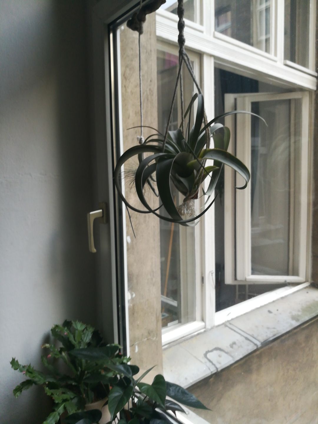 Customer photo review of Tillandsia xerographica