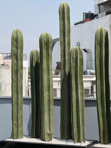 Customer photo review of Cactus Órgano