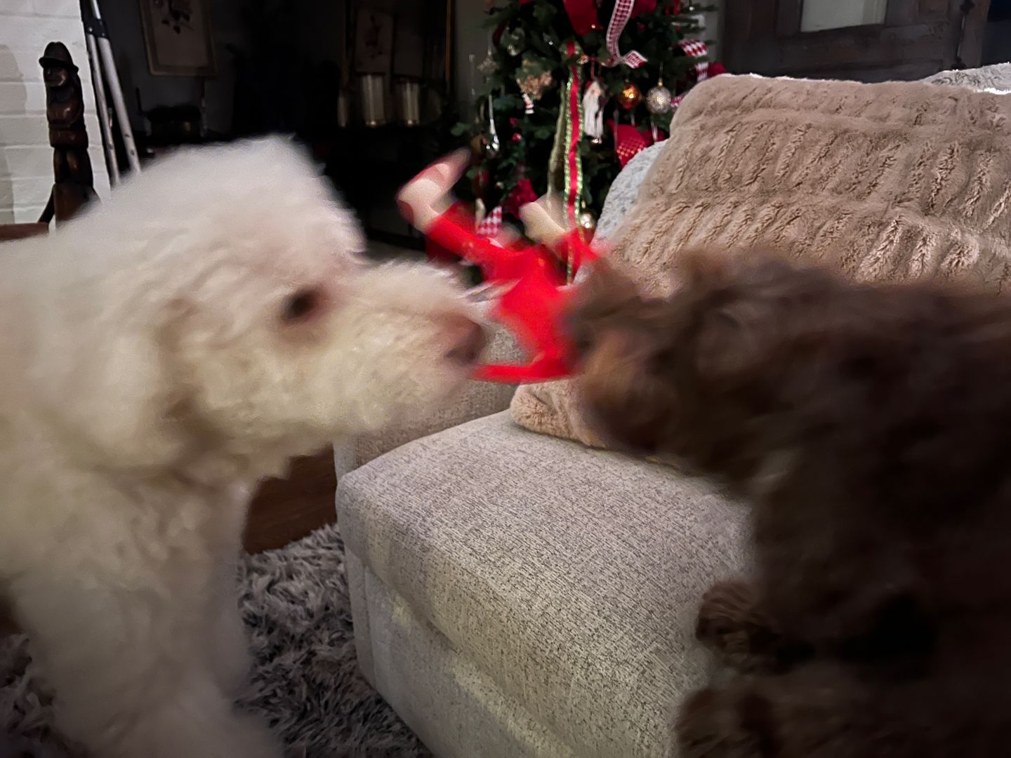 Customer photo review of Joe Biden Kamala Harris & Nancy Pelosi Starter Pack Tough Plush Dog Chew Toys with Squeakers - Official Republican Dogs
