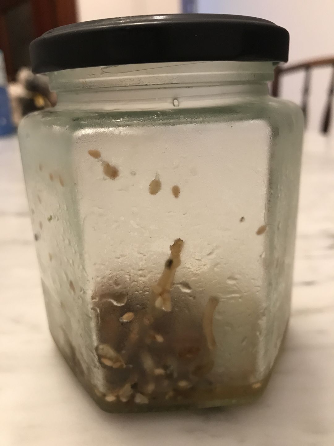 Customer photo review of JIN "Stir-Fried" Anchovies - 180g
