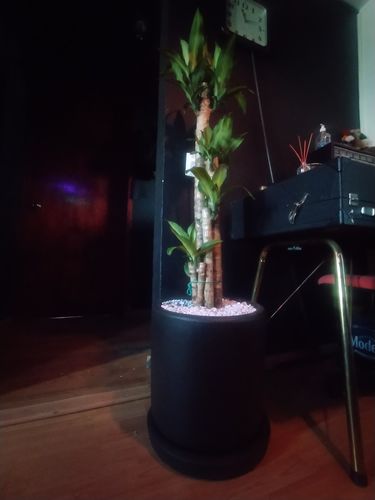 Customer photo review of Palo de Brasil