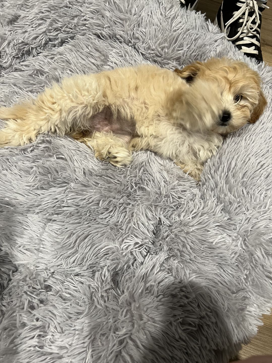Customer photo review of Premium Calming Bed