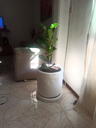 Customer photo review of Ficus Lyrata (Pandurata)