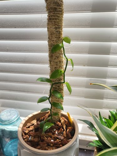 Customer photo of The Original Bendable Moss Pole™ - Best Seller (Pins Included) from Thomas S.