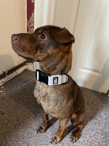 Customer photo review of LITE-40 Collar - Grey (AirTag Collar)