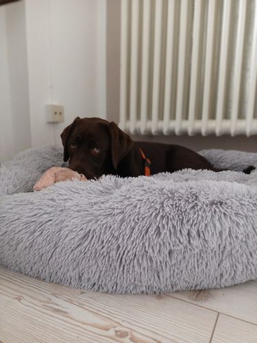 Customer photo review of Puppery Hundebett Wolke 7 - Das Original