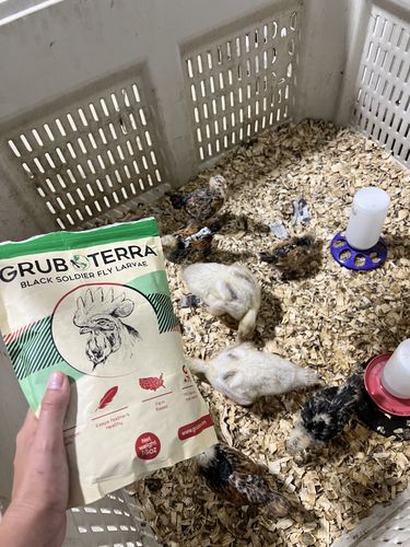 Customer photo review of GrubTerra Dried Larvae
