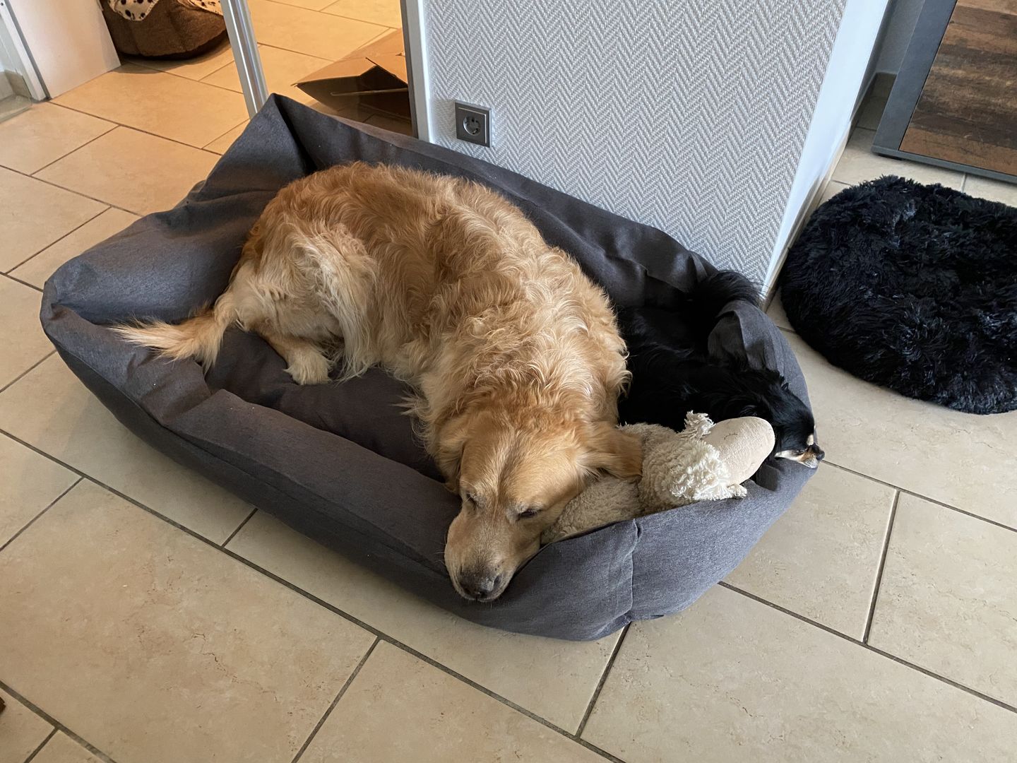 Customer photo review of Orthopädische Hunde Couch