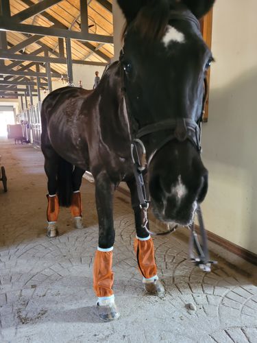 Customer photo review of HR Farm Riding Breeches For Women Silicone Knee Patch Horse Riding Pants