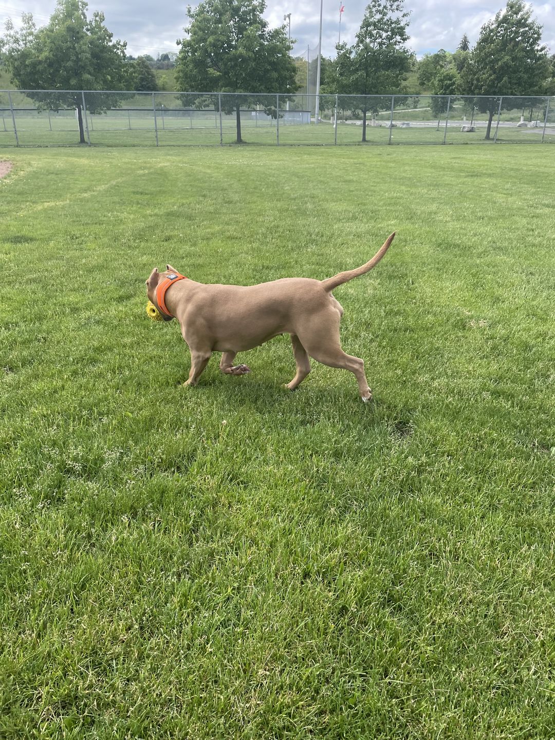 Customer photo review of 5cm RR Collar | Soft Padded & Reflective | Series 2 - Orange