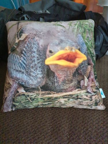 Customer photo review of Create A Custom Anything Pillow