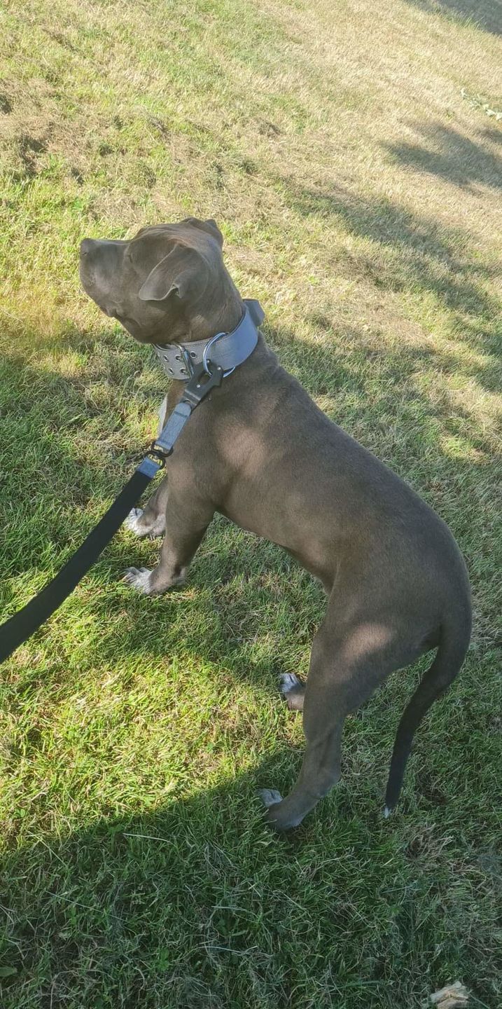 Customer photo review of 1.4m Swivel Combat Lead | Neoprene Lined, Secure Rated Clip with Soft Handle - Metal Grey