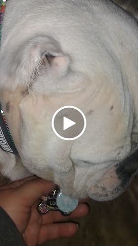 Customer video review of Paw & Bones