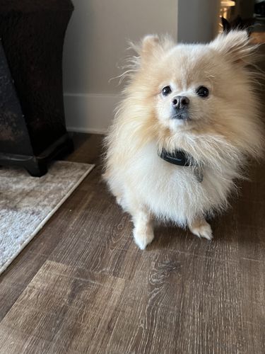 Customer photo review of BarkWise™ Complete