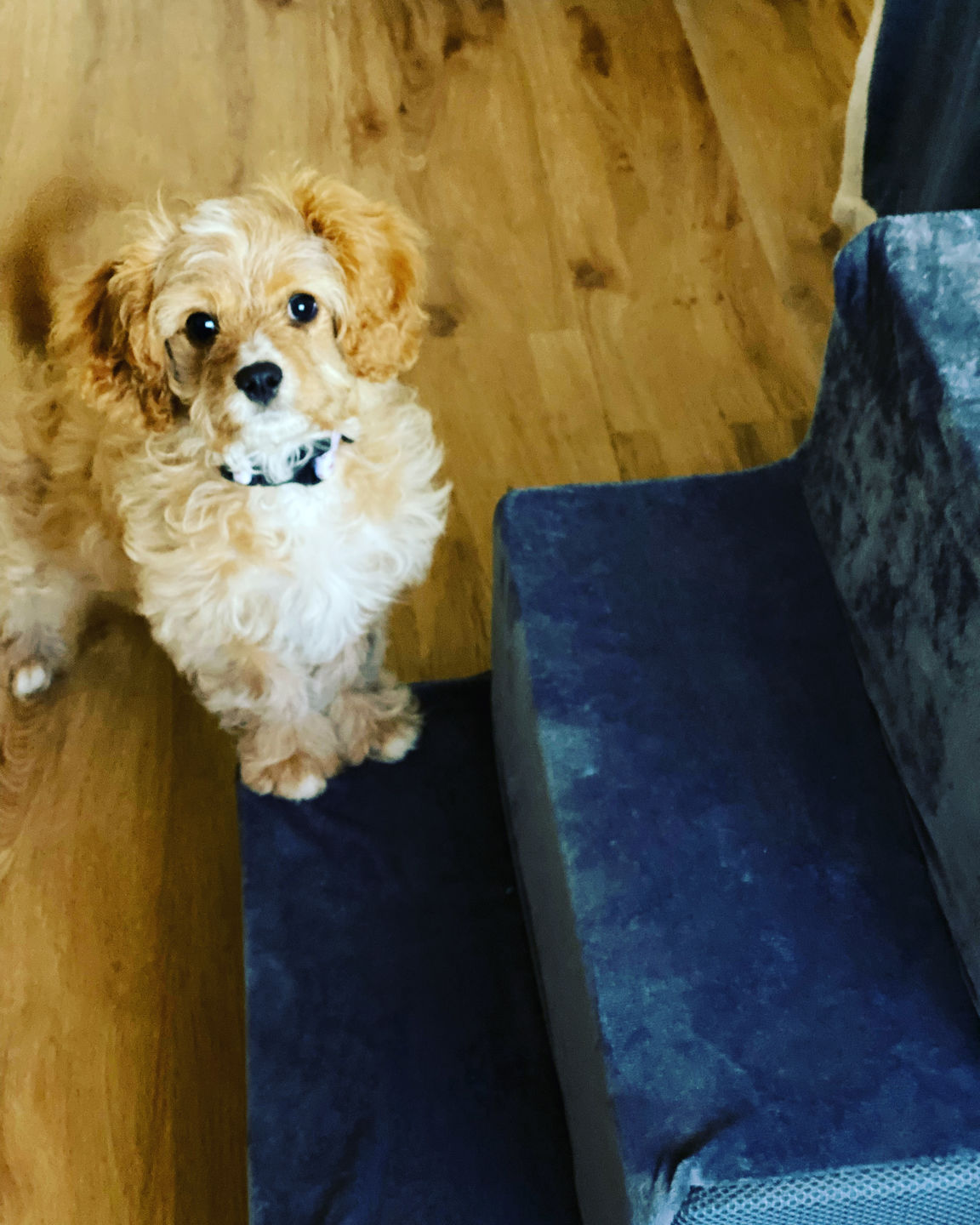 Customer photo review of PaWz Pet Stair