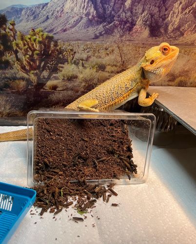 Customer photo review of GrubTerra Fresh Black Soldier Fly Larvae for Reptiles