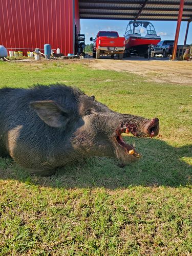 Customer photo review of Pig Brig Trap System