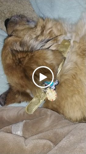 Customer video review of Polkadog