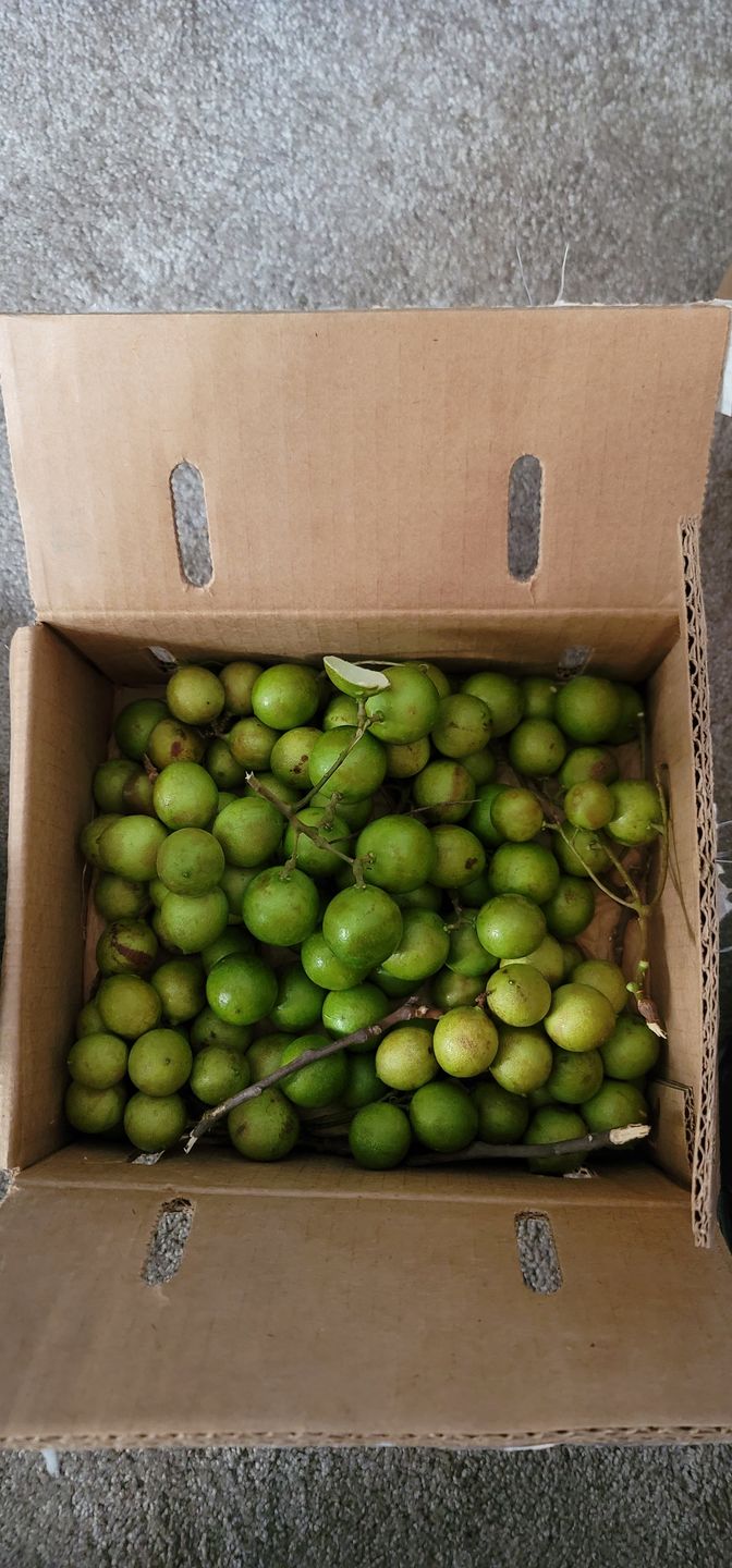 Customer photo review of Mamoncillo (Guinep) Box
