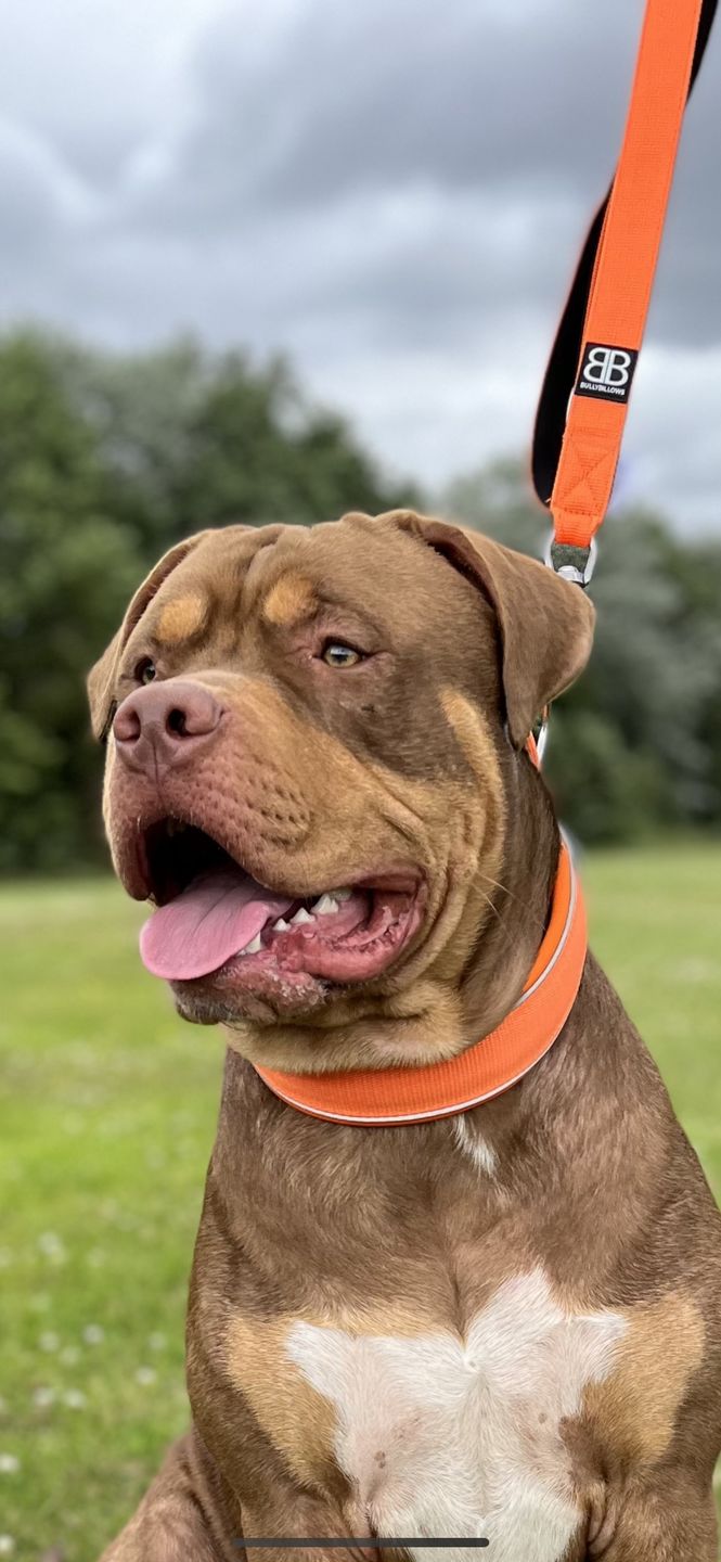 Customer photo review of 5cm RR Collar | Soft Padded & Reflective | Series 2 - Orange