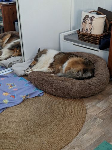 Customer photo review of Pawz Running Bum Bag