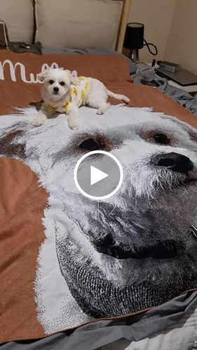 Customer video review of Full-Body Pet Custom Sweater
