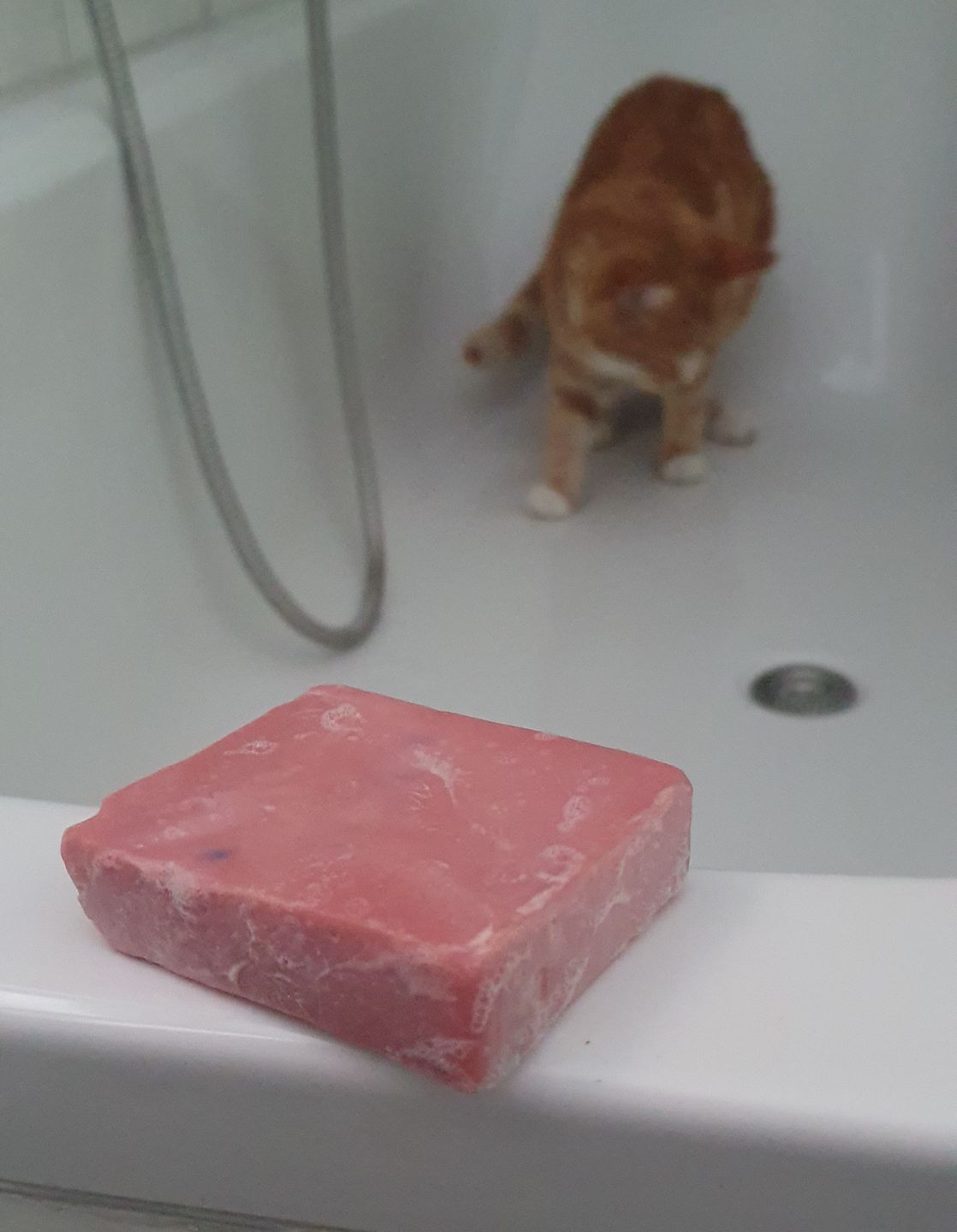 Customer photo review of Schafmilch Erdbeere