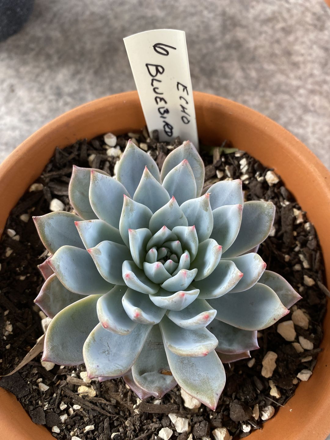 Customer photo review of Echeveria 'Blue Bird'